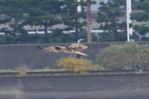 トリミング 2015/10月 TAMRONsp70-300+7D2 焦点距離300mm F8 ss1/800 ISO400 Case5