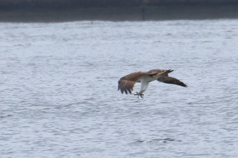 トリミング 2015/10月 TAMRONsp70-300+7D2 焦点距離300mm F8 ss1/800 ISO500 Case5