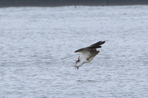 トリミング 2015/10月 TAMRONsp70-300+7D2 焦点距離300mm F8 ss1/800 ISO500 Case5