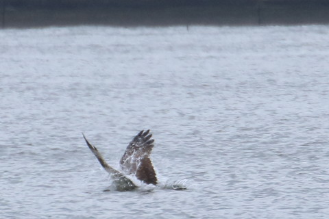 トリミング 2015/10月 TAMRONsp70-300+7D2 焦点距離300mm F8 ss1/800 ISO500 Case5