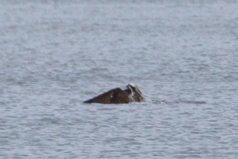 トリミング 2015/10月 TAMRONsp70-300+7D2 焦点距離300mm F8 ss1/800 ISO320 Case5