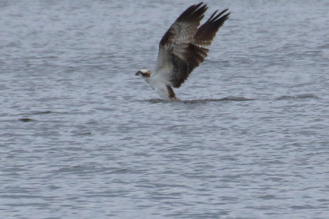トリミング 2015/10月 TAMRONsp70-300+7D2 焦点距離300mm F8 ss1/800 ISO320 Case5
