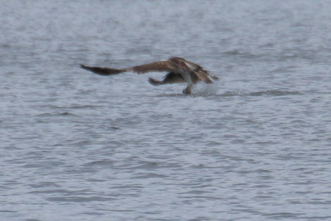 トリミング 2015/10月 TAMRONsp70-300+7D2 焦点距離300mm F8 ss1/800 ISO320 Case5