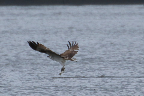 トリミング 2015/10月 TAMRONsp70-300+7D2 焦点距離300mm F8 ss1/800 ISO320 Case5