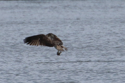 トリミング 2015/10月 TAMRONsp70-300+7D2 焦点距離300mm F8 ss1/800 ISO320 Case5
