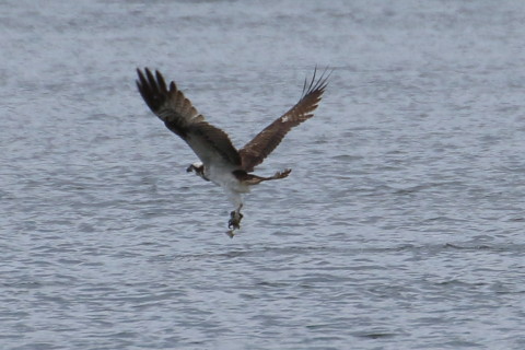 トリミング 2015/10月 TAMRONsp70-300+7D2 焦点距離300mm F8 ss1/800 ISO320 Case5