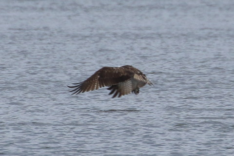 トリミング 2015/10月 TAMRONsp70-300+7D2 焦点距離300mm F8 ss1/800 ISO320 Case5