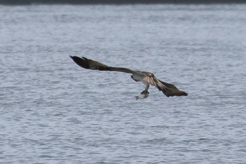トリミング 2015/10月 TAMRONsp70-300+7D2 焦点距離300mm F8 ss1/800 ISO320 Case5