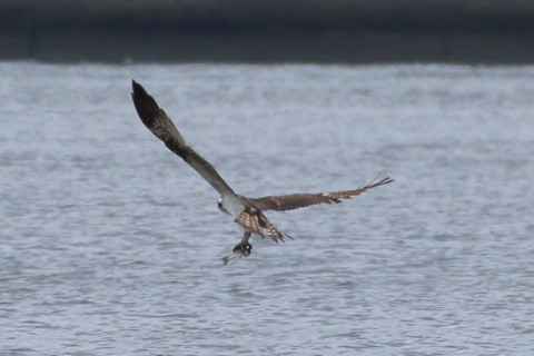 トリミング 2015/10月 TAMRONsp70-300+7D2 焦点距離300mm F8 ss1/800 ISO320 Case5