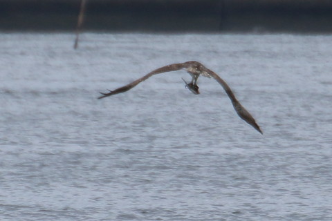 トリミング 2015/10月 TAMRONsp70-300+7D2 焦点距離300mm F8 ss1/800 ISO320 Case5