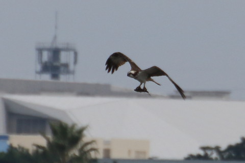 トリミング 2015/10月 TAMRONsp70-300+7D2 焦点距離300mm F8 ss1/800 ISO250 Case5