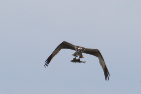 トリミング 2015/10月 TAMRONsp70-300+7D2 焦点距離300mm F8 ss1/800 ISO160 Case5