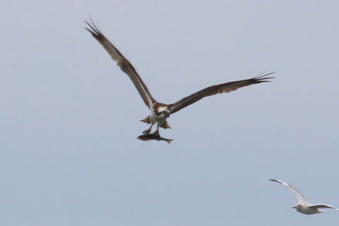 トリミング 2015/10月 TAMRONsp70-300+7D2 焦点距離300mm F8 ss1/800 ISO160 Case5