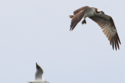 トリミング 2015/10月 TAMRONsp70-300+7D2 焦点距離300mm F8 ss1/800 ISO160 Case5