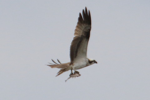 トリミング 2015/10月 TAMRONsp70-300+7D2 焦点距離300mm F8 ss1/800 ISO200 Case5