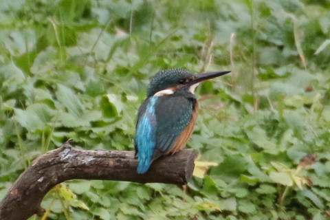 トリミング 2015/10月 TAMRONsp70-300+7D2 焦点距離300mm F8 ss1/250 ISO1600