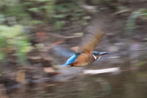 トリミング 2015/10月 TAMRONsp70-300+7D2 焦点距離300mm F8 ss1/250 ISO1600 Case3