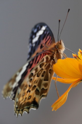 トリミング 2015/9月 SIGMA17-70+30D 焦点距離70mm F/4 ss1/160 ISO100