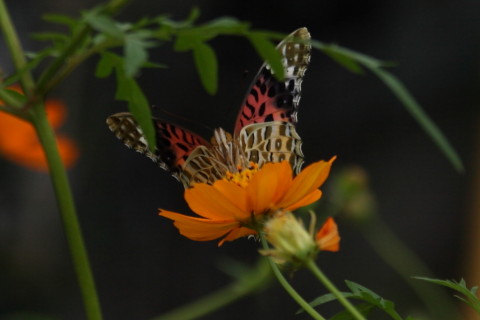 トリミング 2015/9月 SIGMA17-70+30D 焦点距離70mm F/4 ss1/400 ISO100