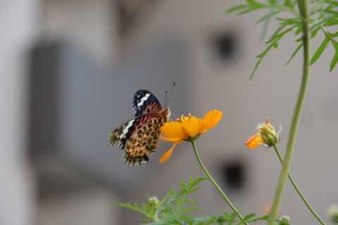 2015/9月 SIGMA17-70+30D 焦点距離70mm F/4 ss1/160 ISO100