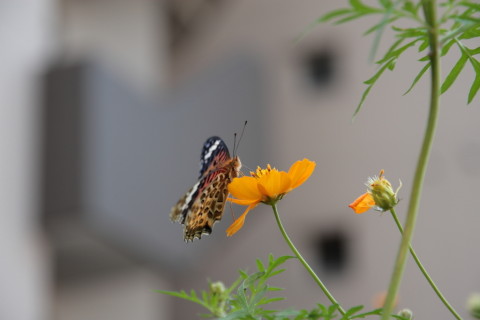 2015/9月 SIGMA17-70+30D 焦点距離70mm F/4 ss1/160 ISO100