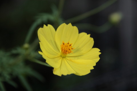 2015/9月 SIGMA17-70+30D 焦点距離70mm F/4 ss1/400 ISO100