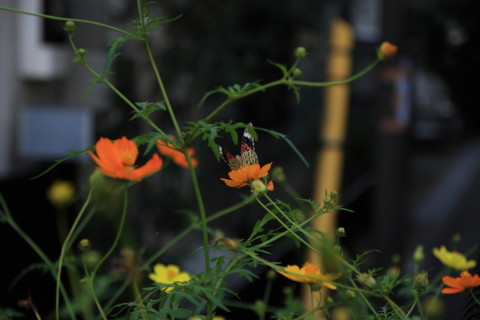 2015/9月 SIGMA17-70+30D 焦点距離70mm F/4 ss1/400 ISO100