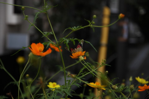 2015/9月 SIGMA17-70+30D 焦点距離70mm F/4 ss1/400 ISO100