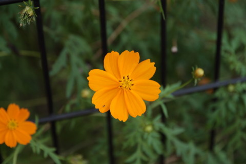 2015/9月 SIGMA17-70+30D 焦点距離70mm F/4 ss1/160 ISO100