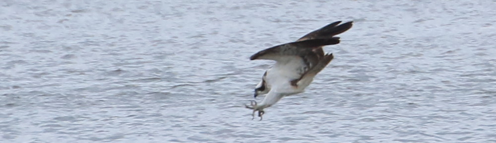 にわかカメラマンの撮ってみた!!（N'sHOME別館）