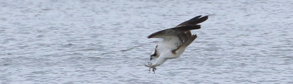 にわかカメラマンの撮ってみた!!（N'sHOME別館）