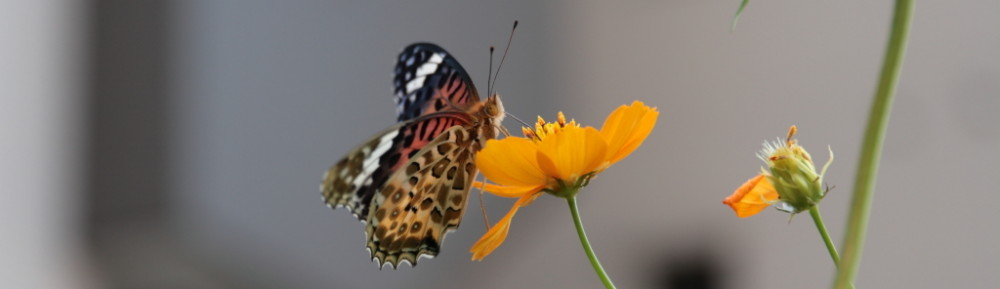 にわかカメラマンの撮ってみた!!（N'sHOME別館）