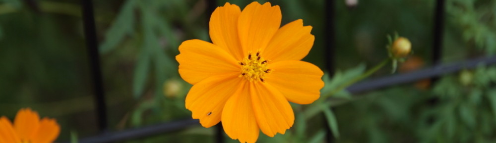 にわかカメラマンの撮ってみた!!（N'sHOME別館）