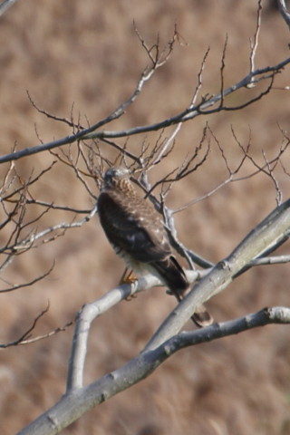 トリミング 2015/11月 TAMRONsp70-300+7D2 焦点距離300mm F8 ss1/250 ISO160