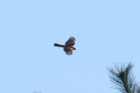 トリミング 2015/11月 TAMRONsp70-300+7D2 焦点距離300mm F8 ss1/1250 ISO160 Case1