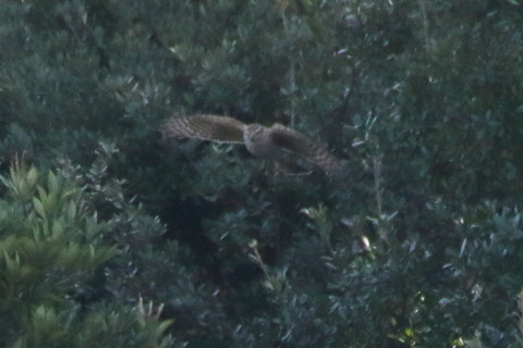 トリミング 2015/11月 TAMRONsp70-300+7D2 焦点距離300mm F8 ss1/1250 ISO1000 Case1