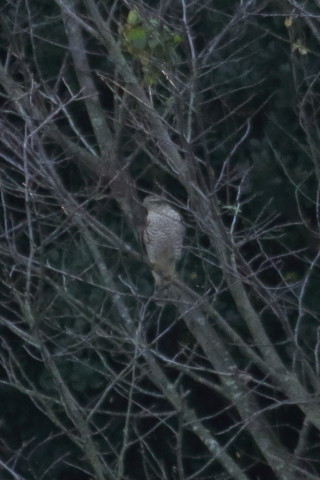  トリミング 2015/11月 TAMRONsp70-300+7D2 焦点距離300mm F8 ss1/1250 ISO1600