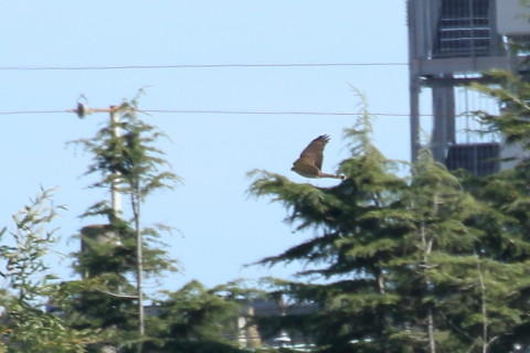 トリミング 2015/11月 TAMRONsp70-300+7D2 焦点距離300mm F8 ss1/1000 ISO400 Case1