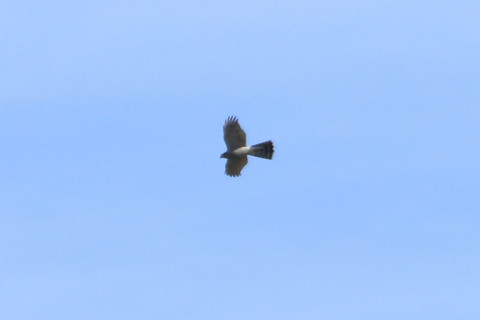 トリミング 2015/11月 TAMRONsp70-300+7D2 焦点距離300mm F8 ss1/1000 ISO160 Case1