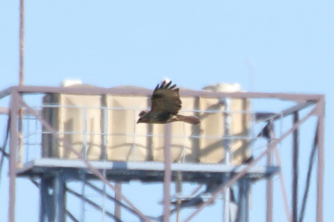 トリミング 2015/11月 TAMRONsp70-300+7D2 焦点距離300mm F8 ss1/800 ISO160 Case1