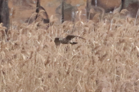 トリミング 2015/11月 TAMRONsp70-300+7D2 焦点距離300mm F8 ss1/1250 ISO1600 Case2