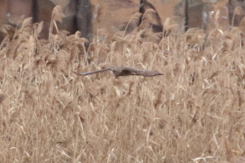 トリミング 2015/11月 TAMRONsp70-300+7D2 焦点距離300mm F8 ss1/1250 ISO1600 Case2