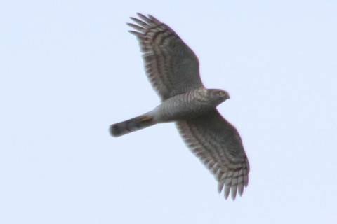 トリミング 2015/11月 TAMRONsp70-300+7D2 焦点距離300mm F8 ss1/1250 ISO200 Case2