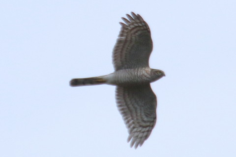 トリミング 2015/11月 TAMRONsp70-300+7D2 焦点距離300mm F8 ss1/1250 ISO200 Case2