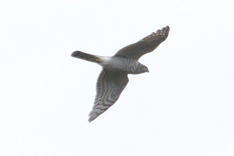 トリミング 2015/11月 TAMRONsp70-300+7D2 焦点距離300mm F8 ss1/1250 ISO200 Case2