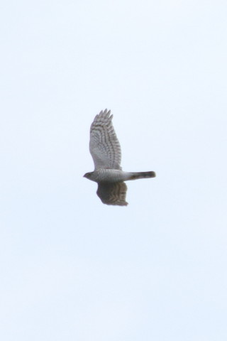 トリミング 2015/11月 TAMRONsp70-300+7D2 焦点距離300mm F8 ss1/1250 ISO160 Case2