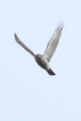 トリミング 2015/11月 TAMRONsp70-300+7D2 焦点距離300mm F8 ss1/800 ISO125 Case3