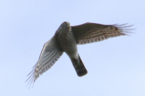 トリミング 2015/11月 TAMRONsp70-300+7D2 焦点距離300mm F8 ss1/800 ISO125 Case3