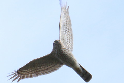 トリミング 2015/11月 TAMRONsp70-300+7D2 焦点距離300mm F8 ss1/800 ISO125 Case3