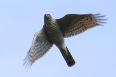 トリミング 2015/11月 TAMRONsp70-300+7D2 焦点距離300mm F8 ss1/800 ISO125 Case3